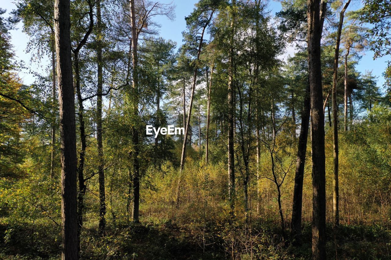 TREES GROWING IN FOREST