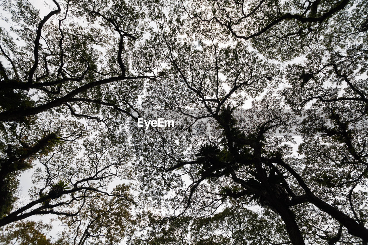 LOW ANGLE VIEW OF BLOOMING TREE