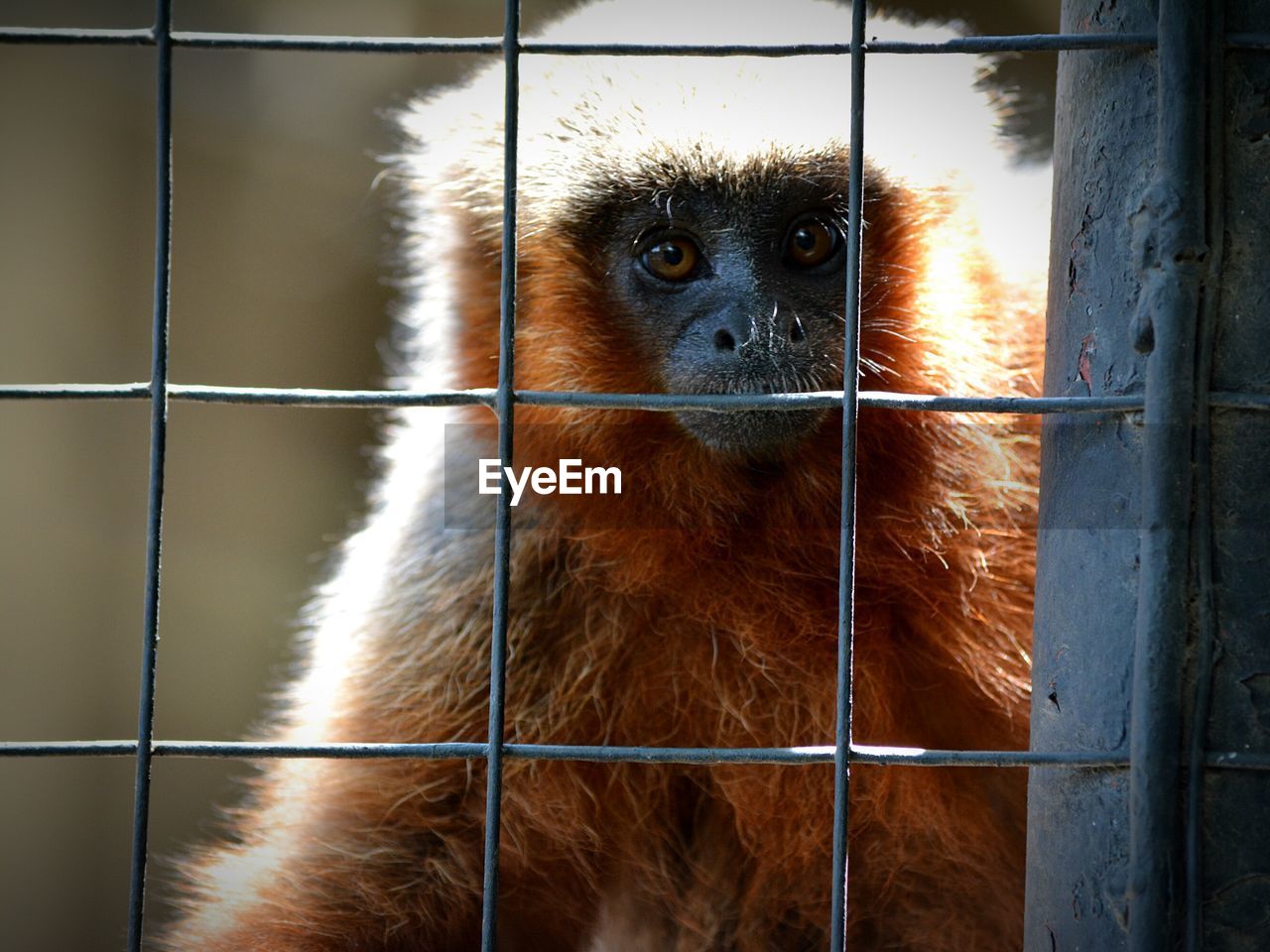 Close-up of monkey in cage at zoo