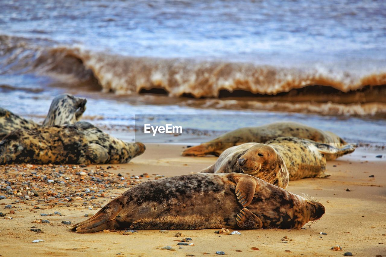 View of animal on beach