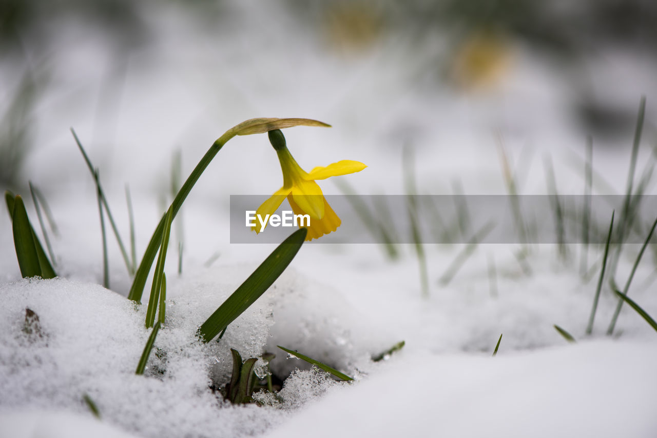 CLOSE-UP OF YELLOW CROCUS ON SNOW FIELD