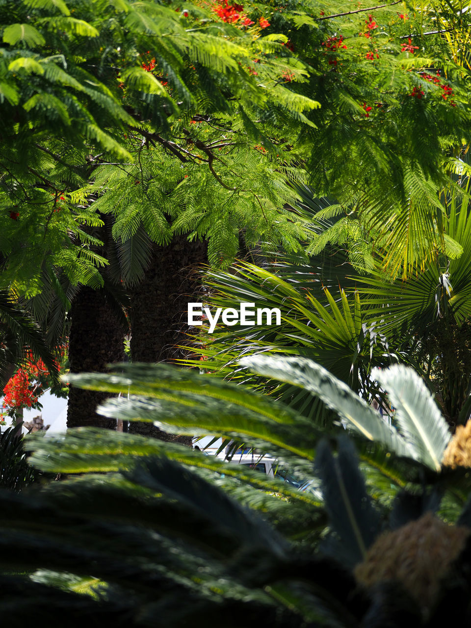 Close-up of fresh green plants