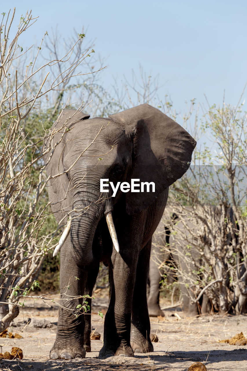 ELEPHANT STANDING ON A LAND