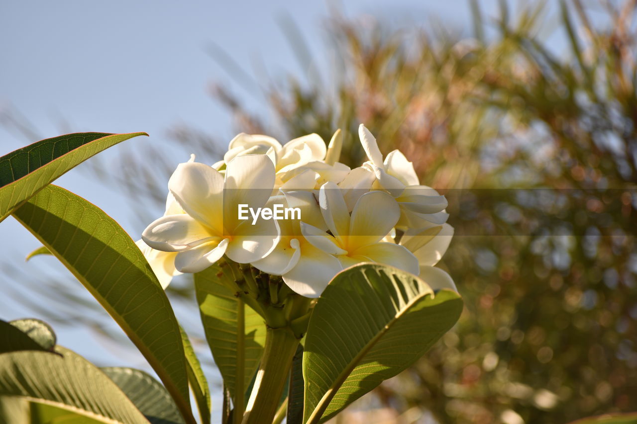 CLOSE-UP OF FLOWERS AGAINST SKY