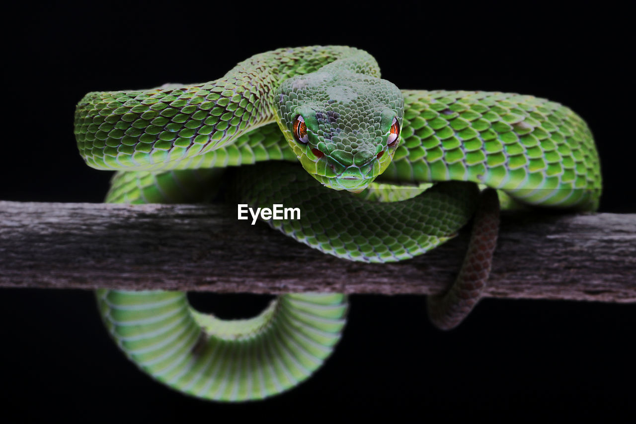 Close-up of snake on black background