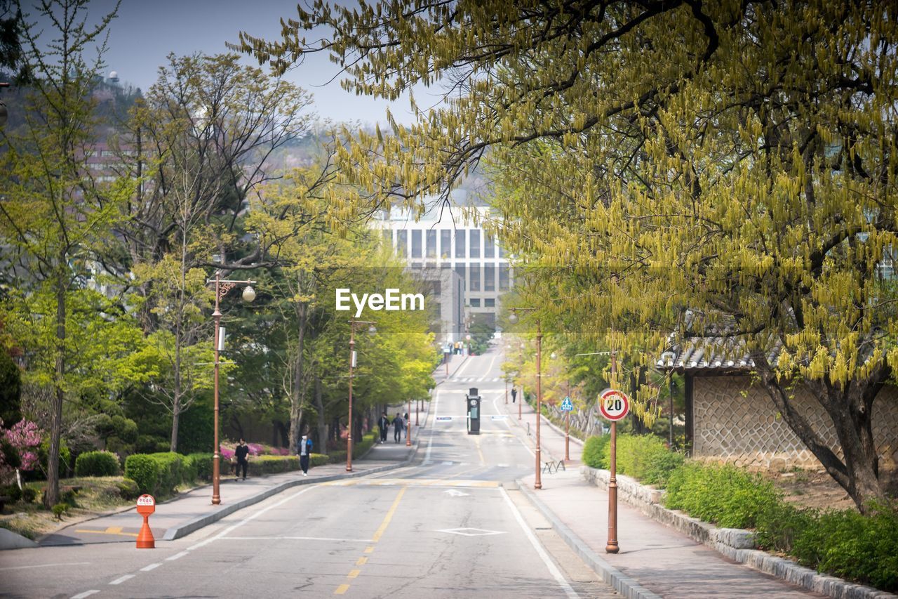 Road amidst trees and plants in city