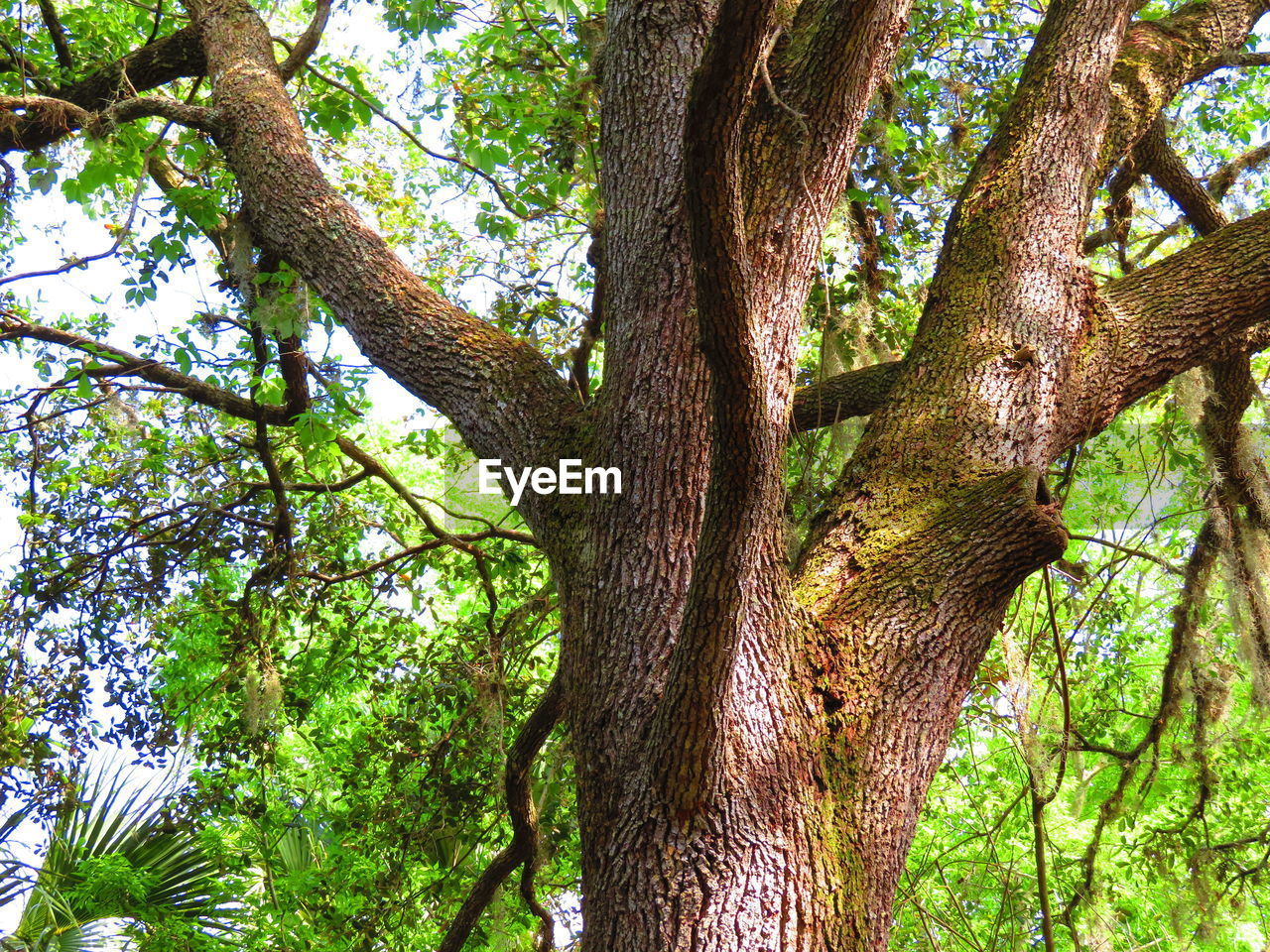 LOW ANGLE VIEW OF TREE TRUNK IN FOREST