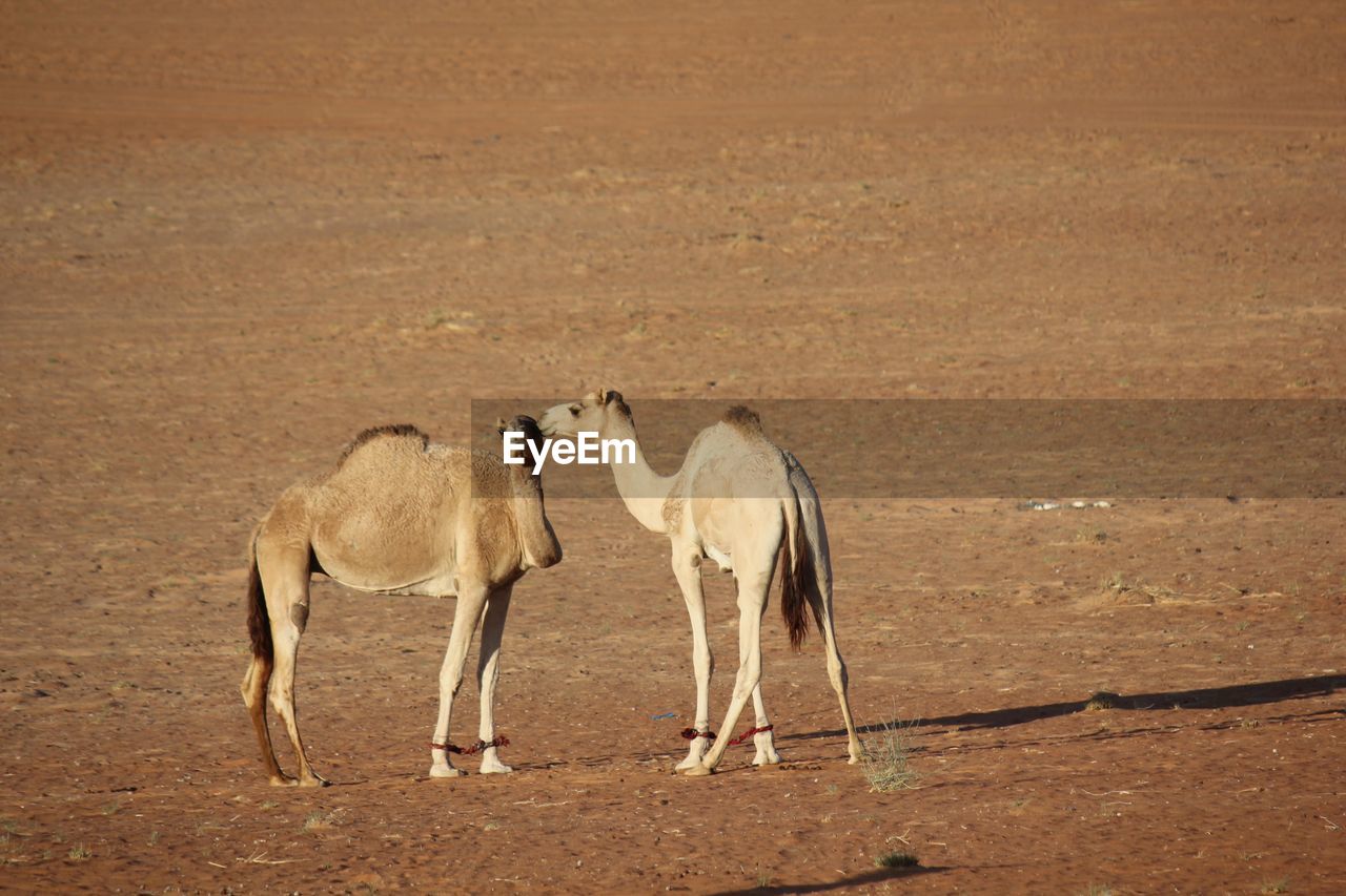 Camels in love