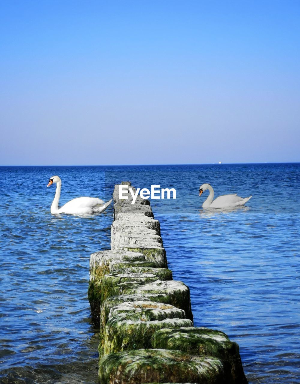VIEW OF SEAGULLS ON SEA SHORE