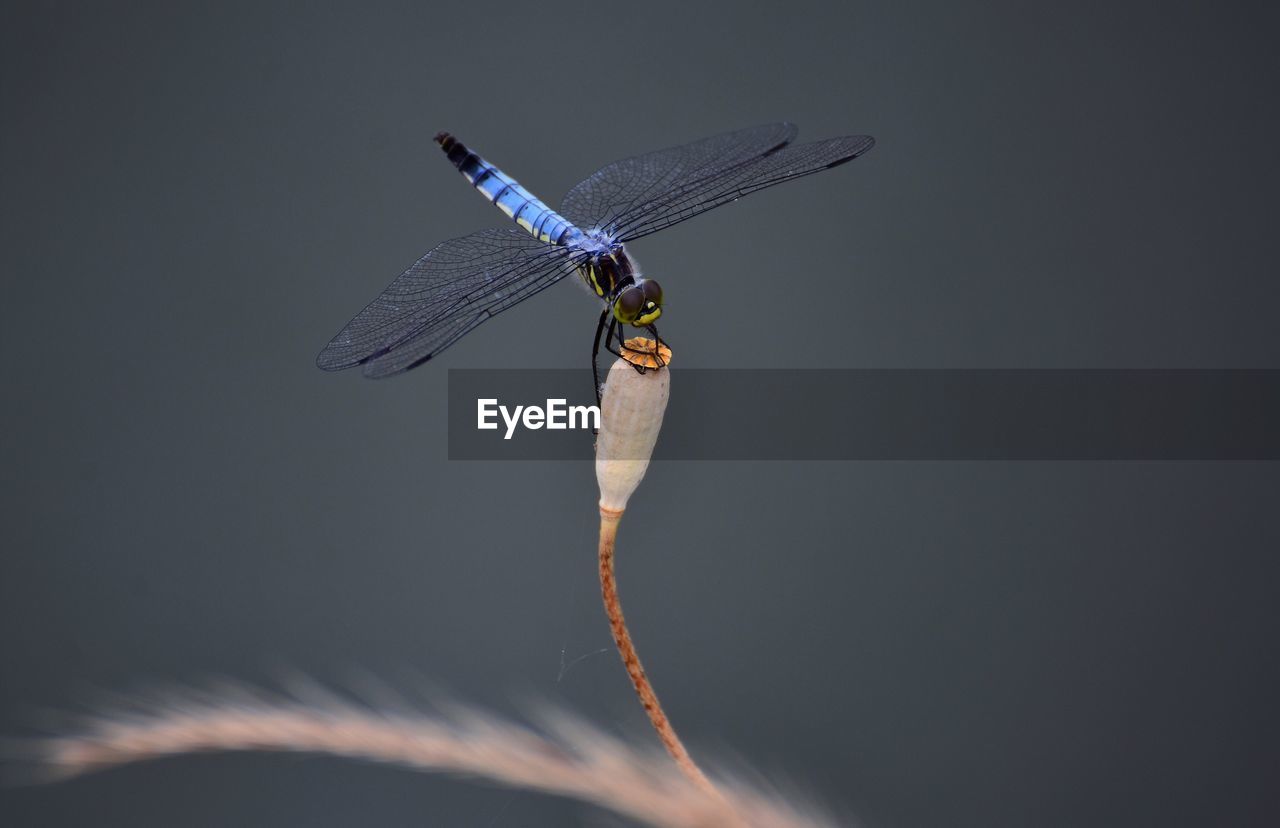 Close-up of dragonfly on plant