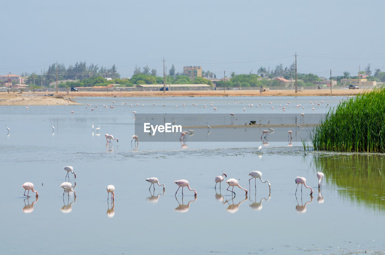Flamingo birds on lake against clear sky, lobito, angola