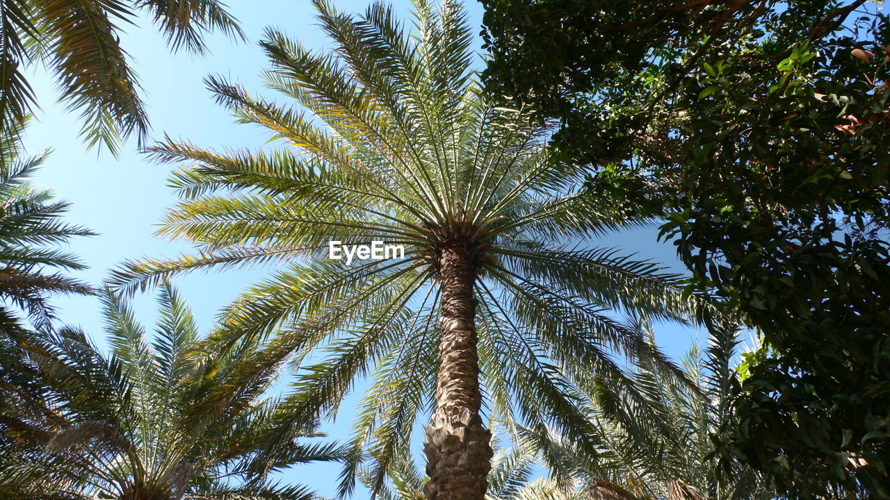 Low angle view of trees