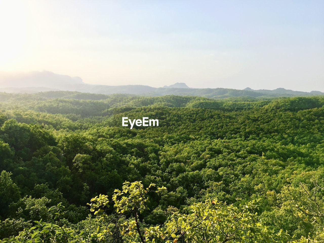 Scenic view of landscape against sky.
top mountain view of dense forest of pachmari hill station.