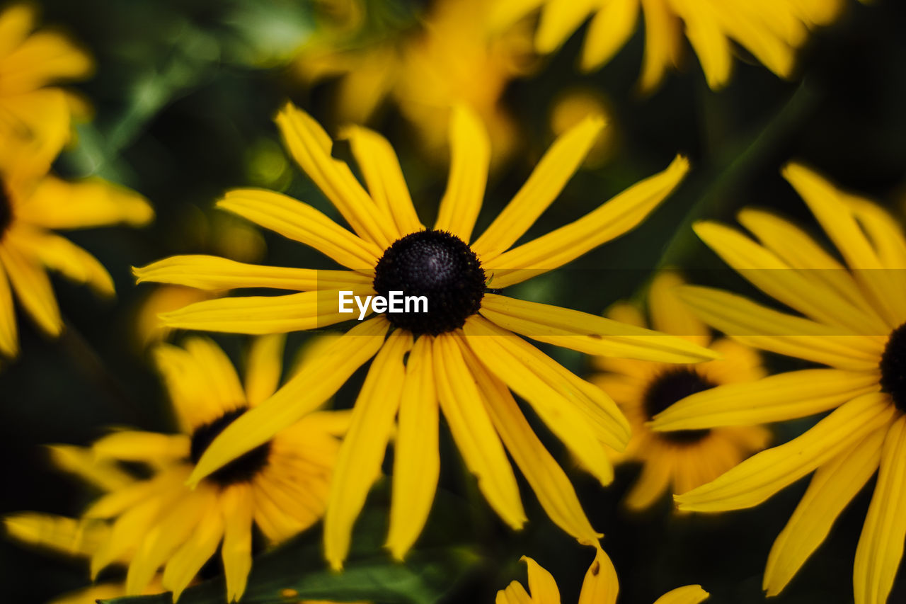 Close-up of yellow flower