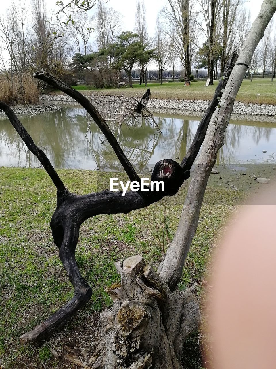 MONKEY ON TREE TRUNK AGAINST BARE TREES