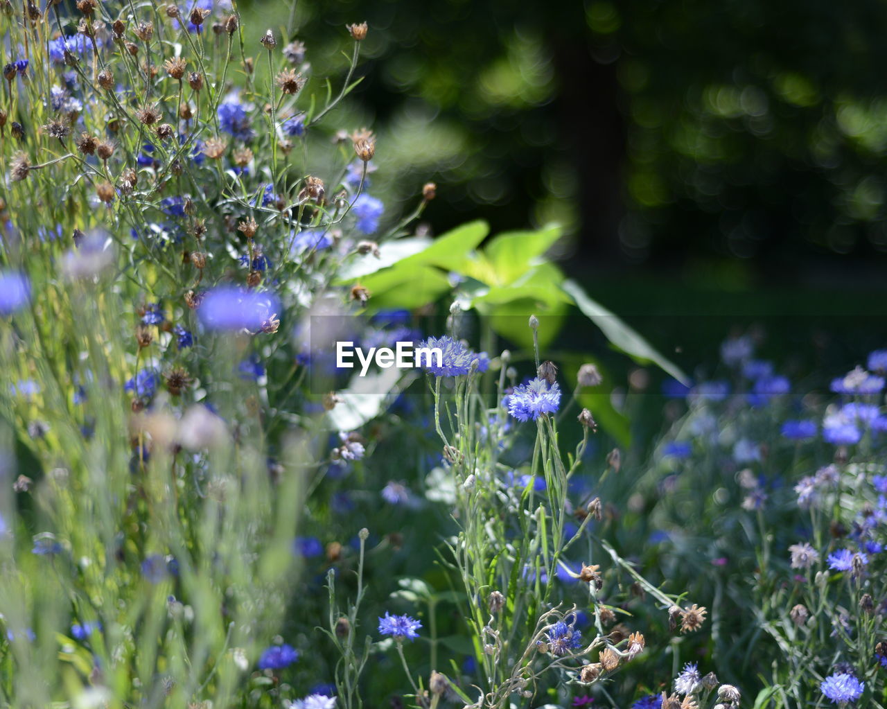 Image of beautiful lavender plants