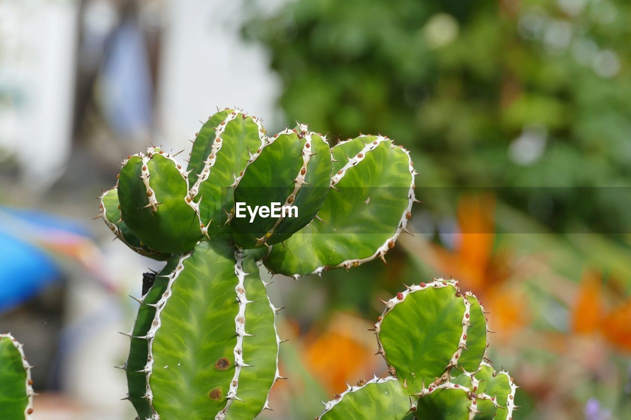 CLOSE-UP OF SUCCULENT PLANTS