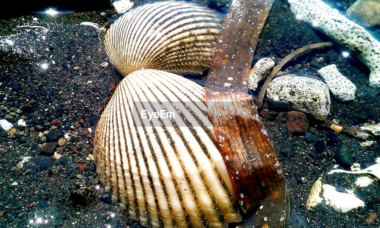 High angle view of shells on beach