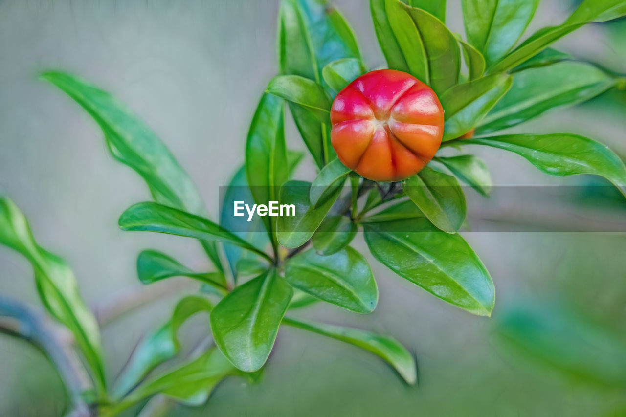 CLOSE-UP OF RED FRUIT