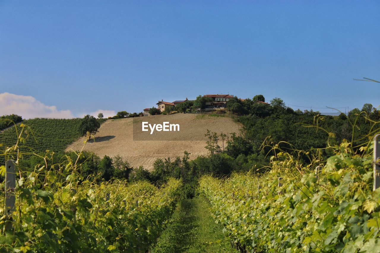 Scenic view of agricultural field against clear sky