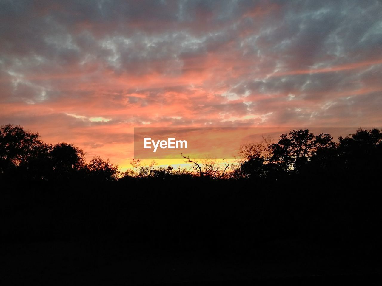 SILHOUETTE TREES AGAINST SUNSET SKY