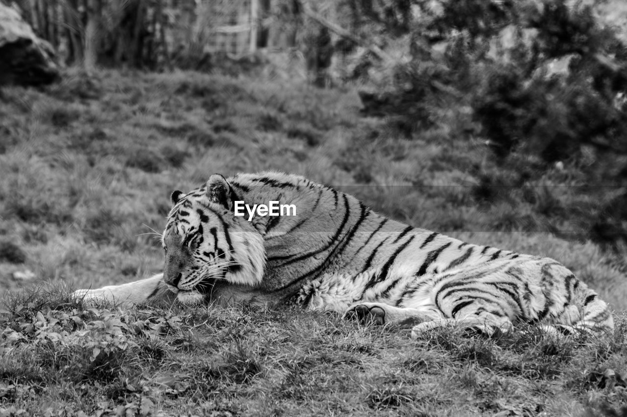 Tiger lying on field at zoo