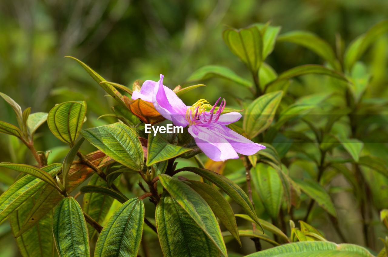 CLOSE-UP OF PURPLE FLOWERING PLANTS