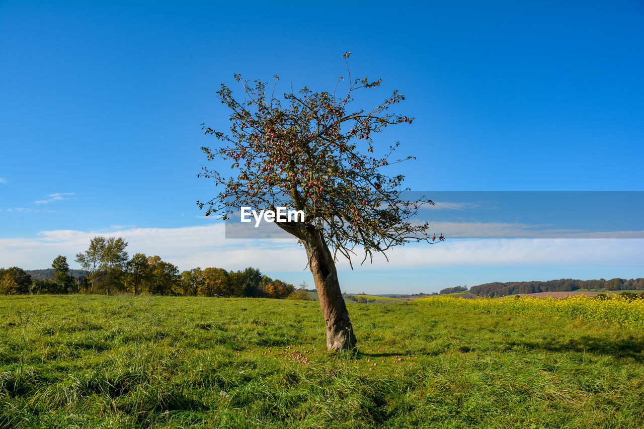 PLANT ON FIELD AGAINST SKY