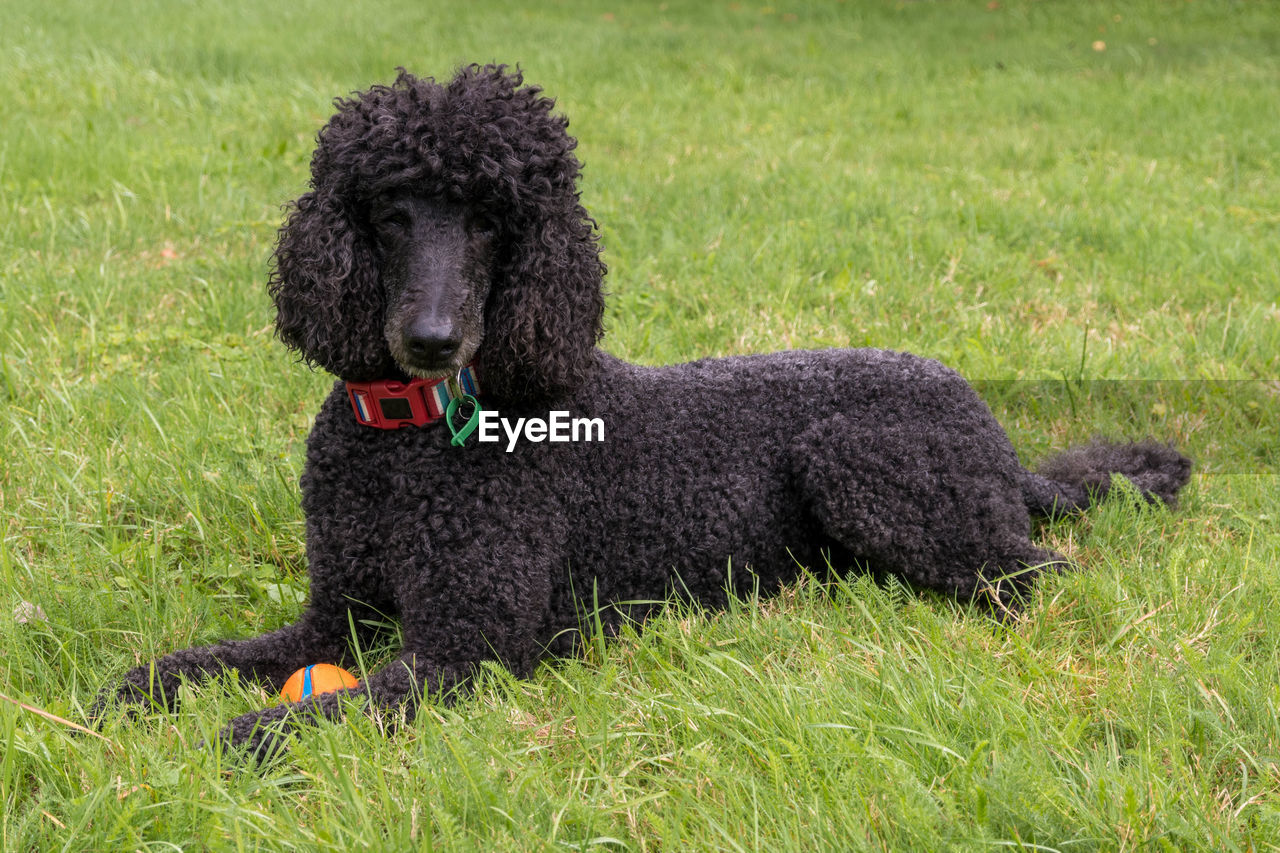 side view of dog standing on grassy field