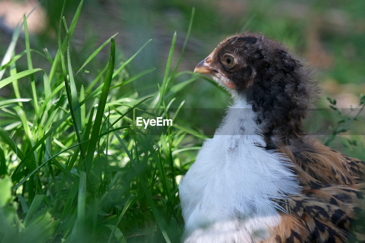 A young chicken in a meadow. 