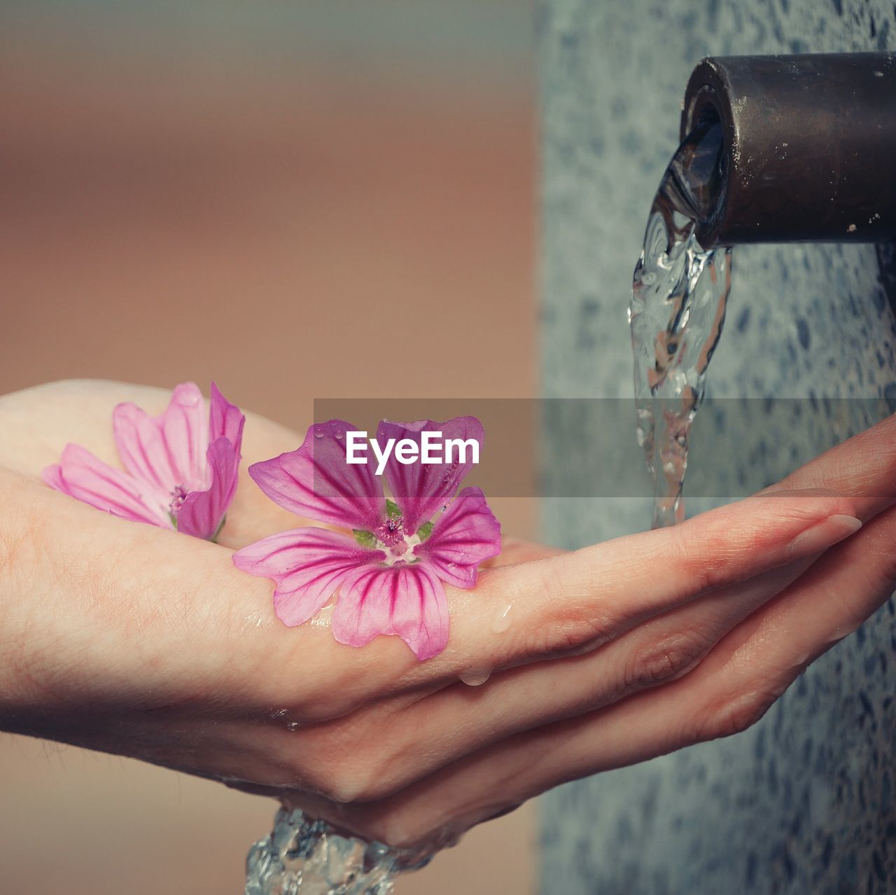 CLOSE-UP OF WOMAN HAND HOLDING PINK FLOWER WITH WATER DROPS