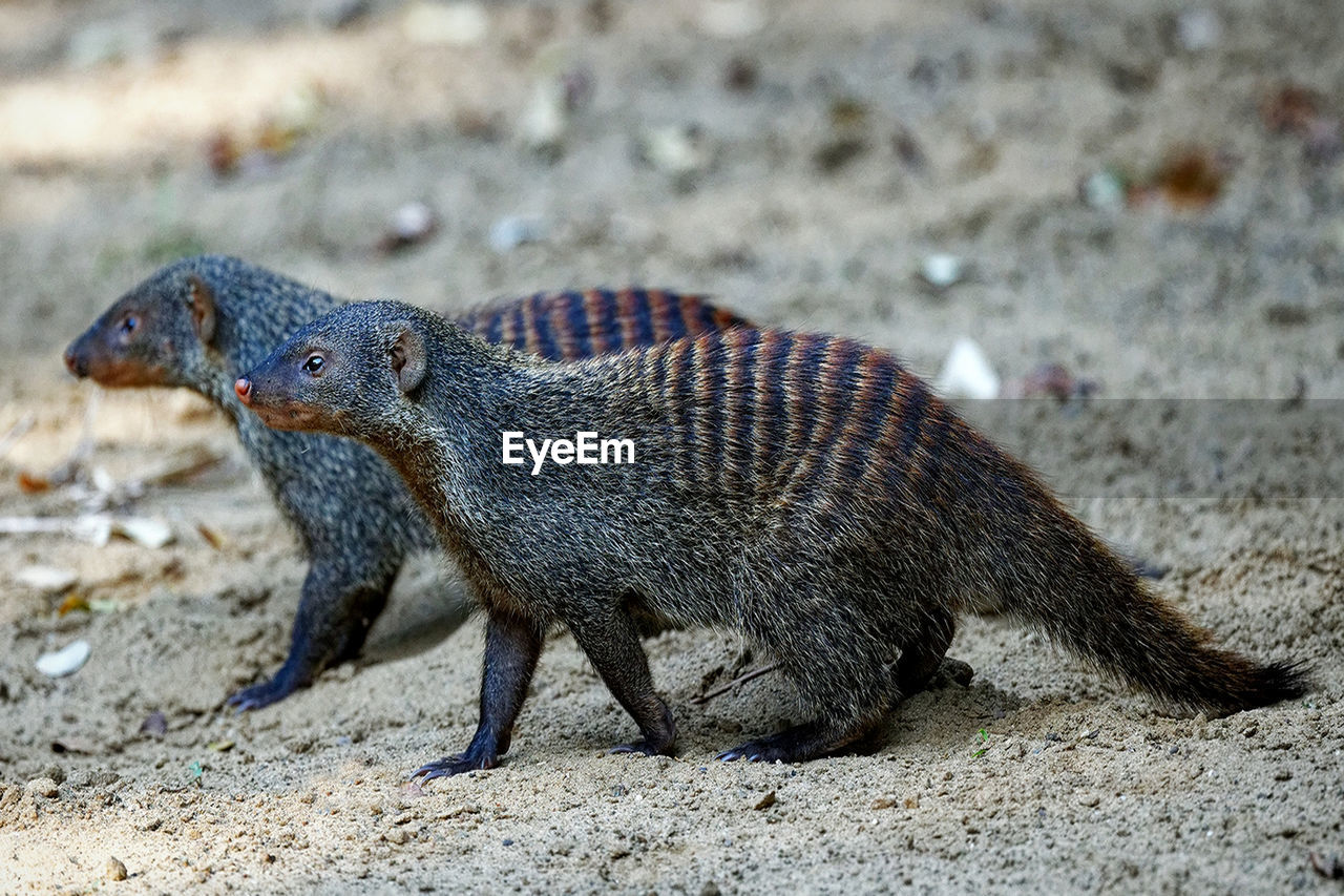 Close-up of banded mongoose on land