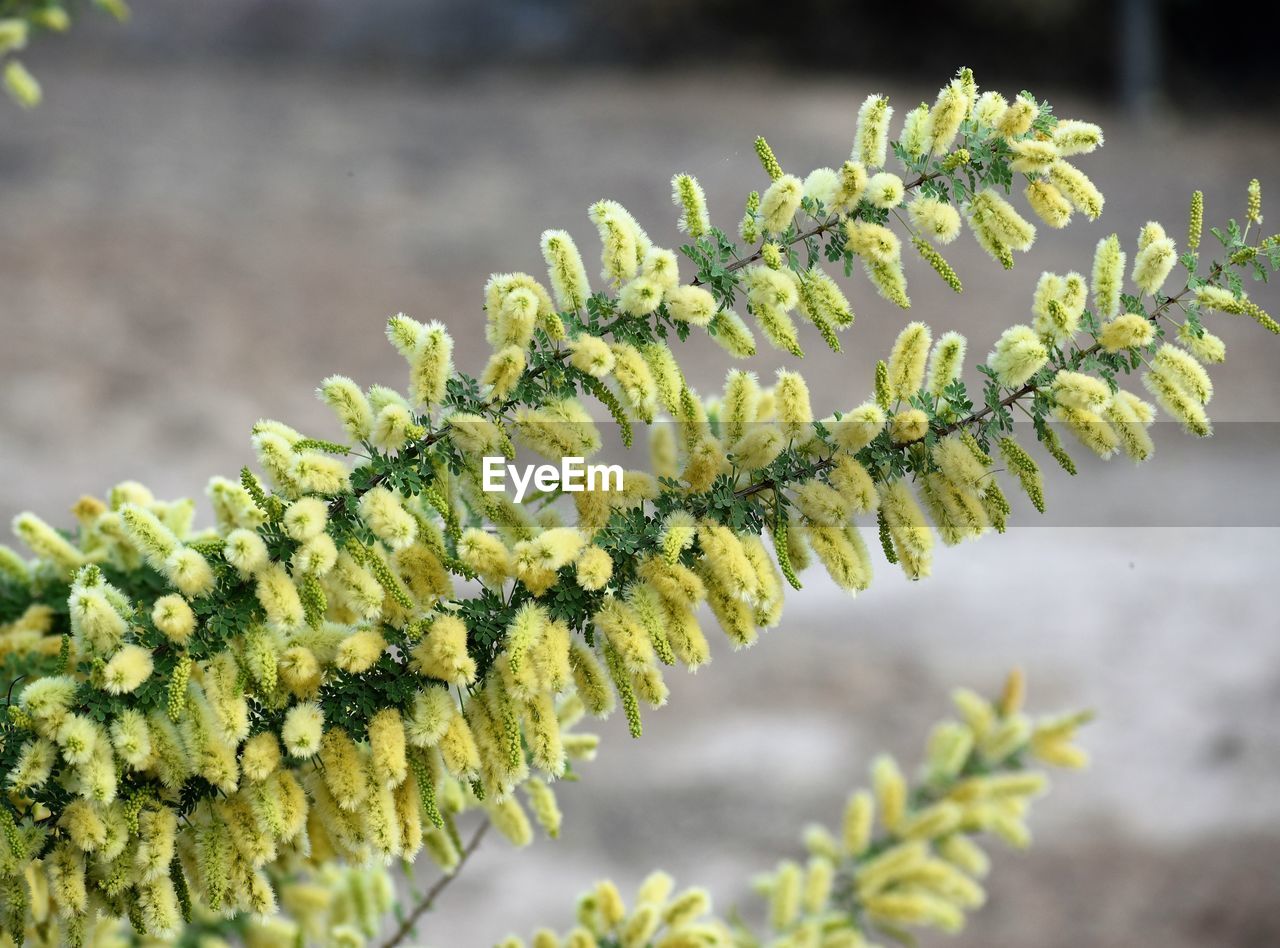 Close-up of yellow flowering plant