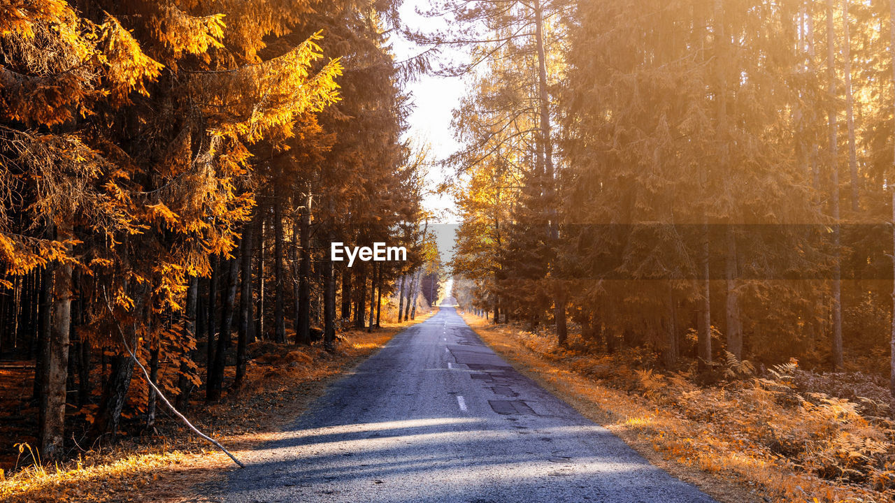 Road amidst trees in forest during autumn