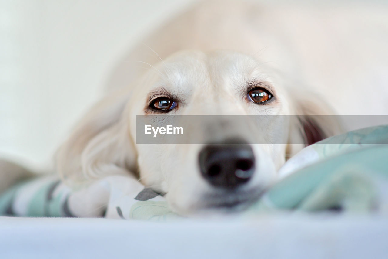 pet, dog, canine, mammal, domestic animals, one animal, animal, animal themes, puppy, close-up, nose, portrait, retriever, selective focus, indoors, domestic room, skin, lying down, relaxation, cute, looking at camera, furniture, labrador retriever, white, young animal, no people, animal body part