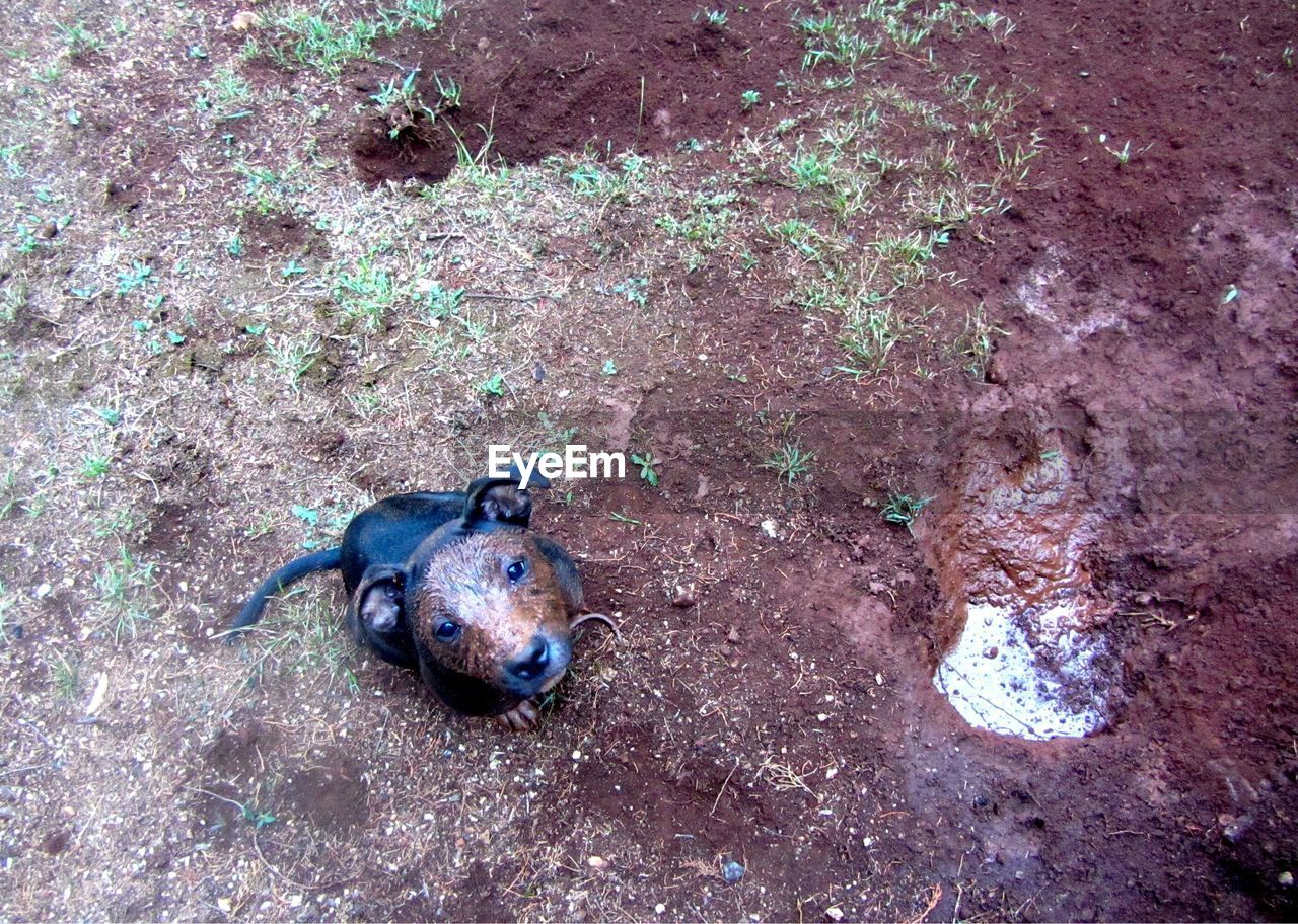 HIGH ANGLE VIEW OF LIZARD ON GROUND