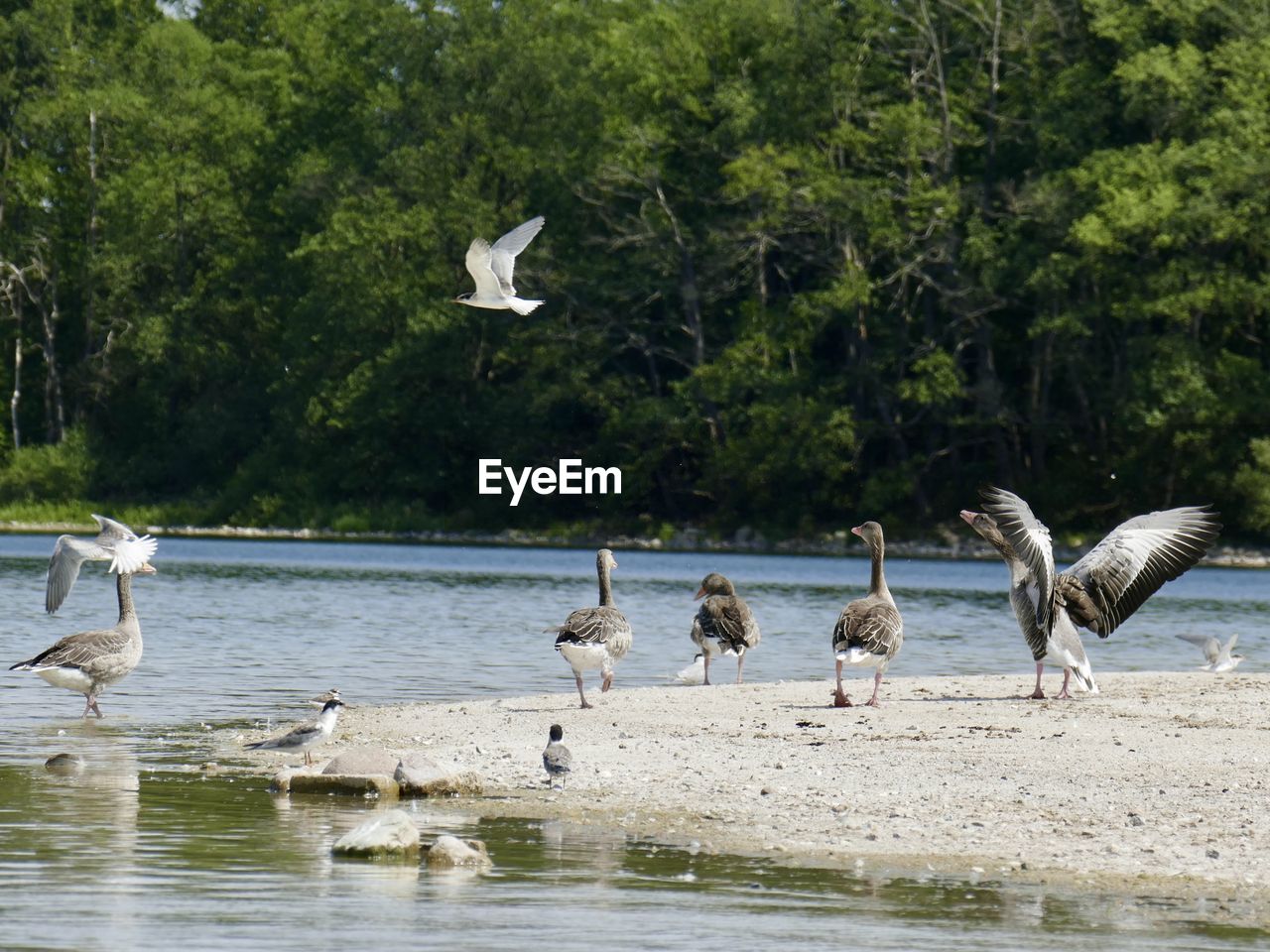 animal themes, animal wildlife, bird, animal, wildlife, water, group of animals, tree, flying, plant, nature, large group of animals, lake, no people, day, beauty in nature, seabird, water bird, spread wings, flock of birds, outdoors, mid-air