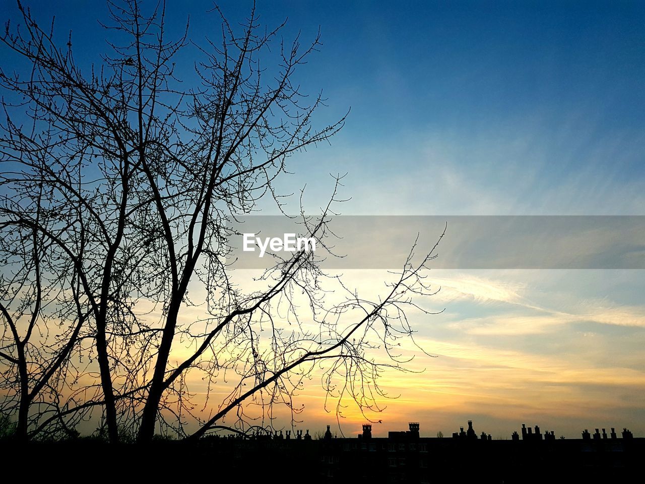 SILHOUETTE OF TREE AT SUNSET