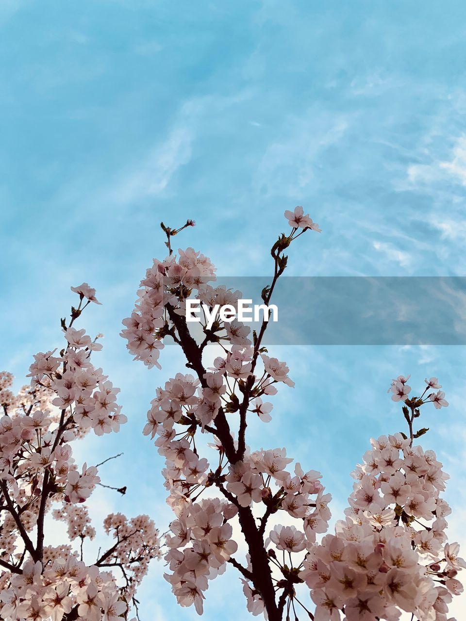 LOW ANGLE VIEW OF FLOWERING PLANT AGAINST SKY