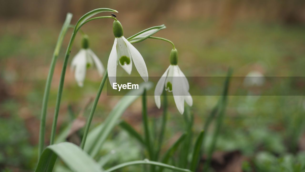 plant, flower, flowering plant, beauty in nature, snowdrop, freshness, growth, close-up, nature, petal, fragility, white, focus on foreground, inflorescence, flower head, no people, green, springtime, day, outdoors, botany, selective focus, land, grass, plant stem, field