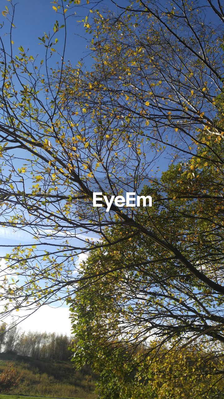 LOW ANGLE VIEW OF TREES AGAINST SKY