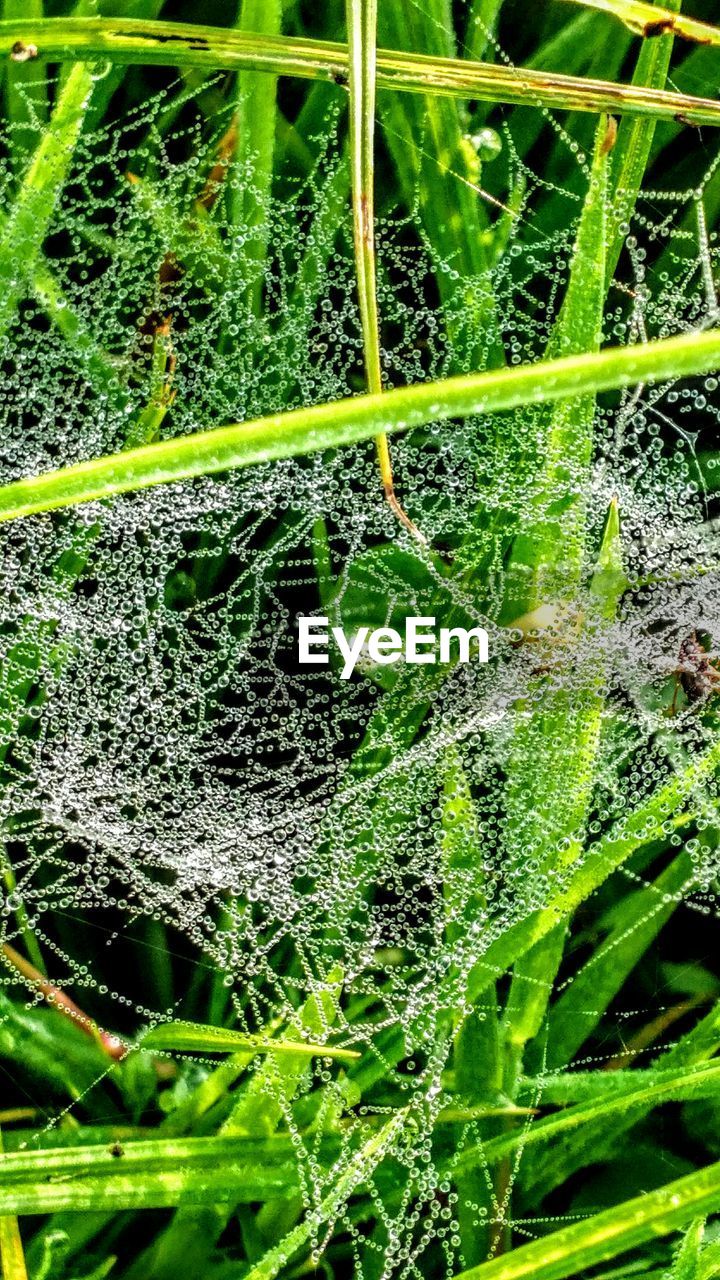FULL FRAME SHOT OF SPIDER WEB