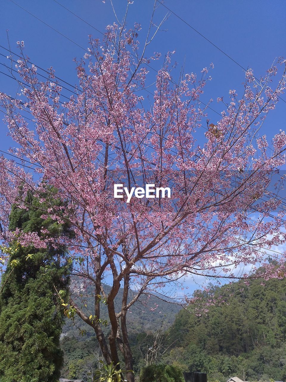 LOW ANGLE VIEW OF DEAD TREE