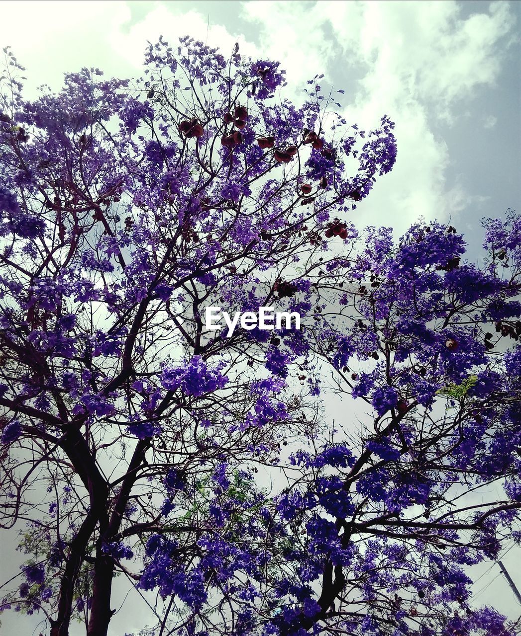 LOW ANGLE VIEW OF CHERRY BLOSSOM TREE