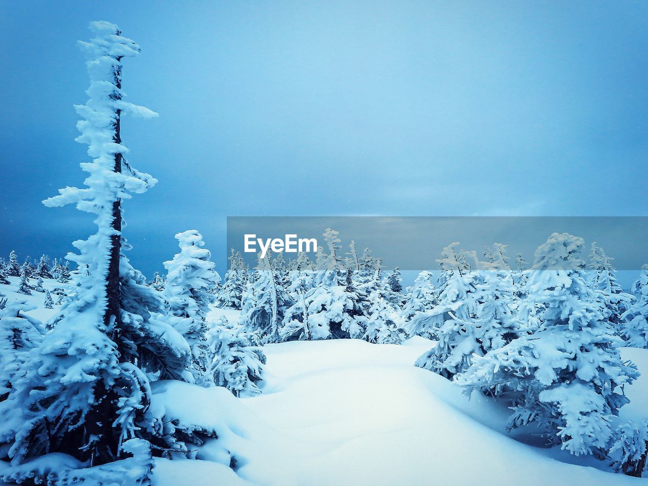 SNOW COVERED PLANT AGAINST SKY