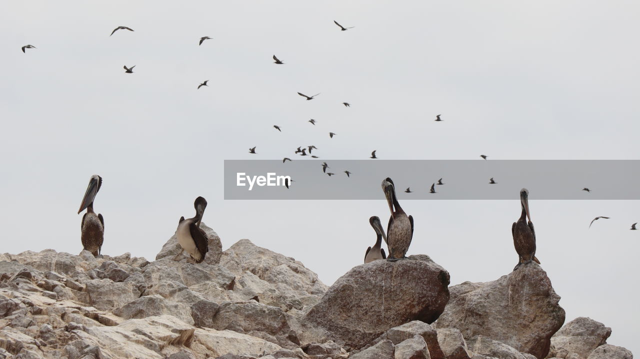 Pelicans on rocks and flock of gulls flying above