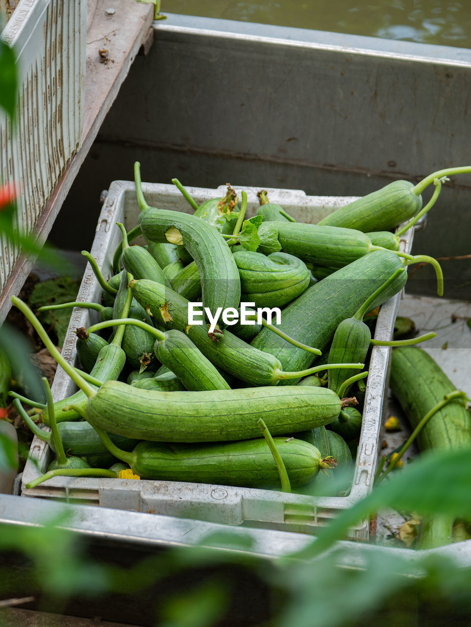 Photos of zucchini gardener lifestyle in thailand.