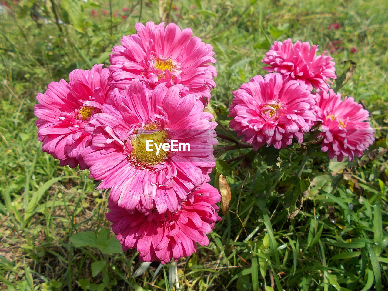 CLOSE-UP OF PINK FLOWER