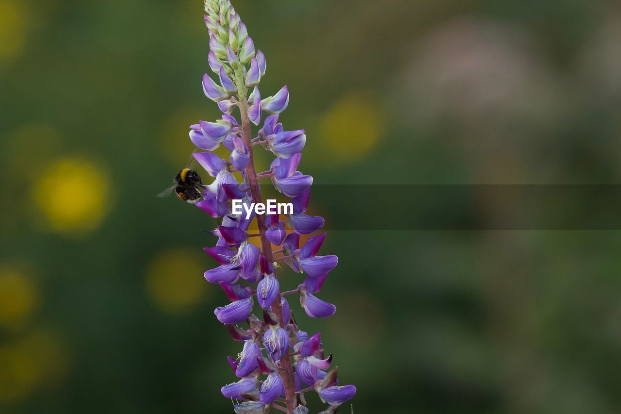 CLOSE-UP OF BEE ON LAVENDER FLOWER