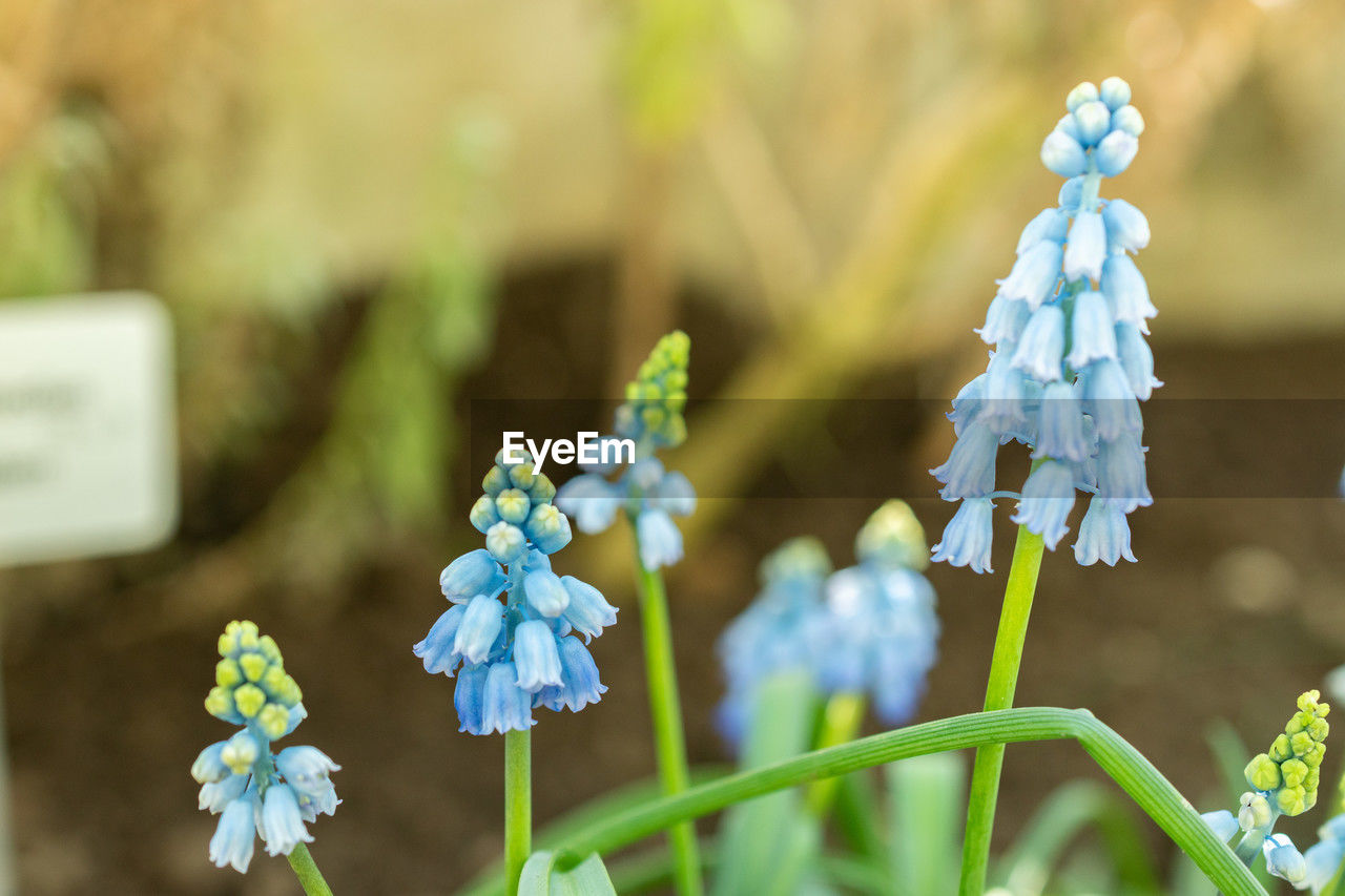flower, flowering plant, plant, nature, beauty in nature, freshness, focus on foreground, close-up, blue, springtime, no people, fragility, green, macro photography, flower head, growth, outdoors, summer, selective focus, inflorescence, day, wildflower, environment, environmental conservation, blossom, petal, grass, land, decoration